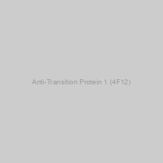 Image of Anti-Transition Protein 1 (4F12)